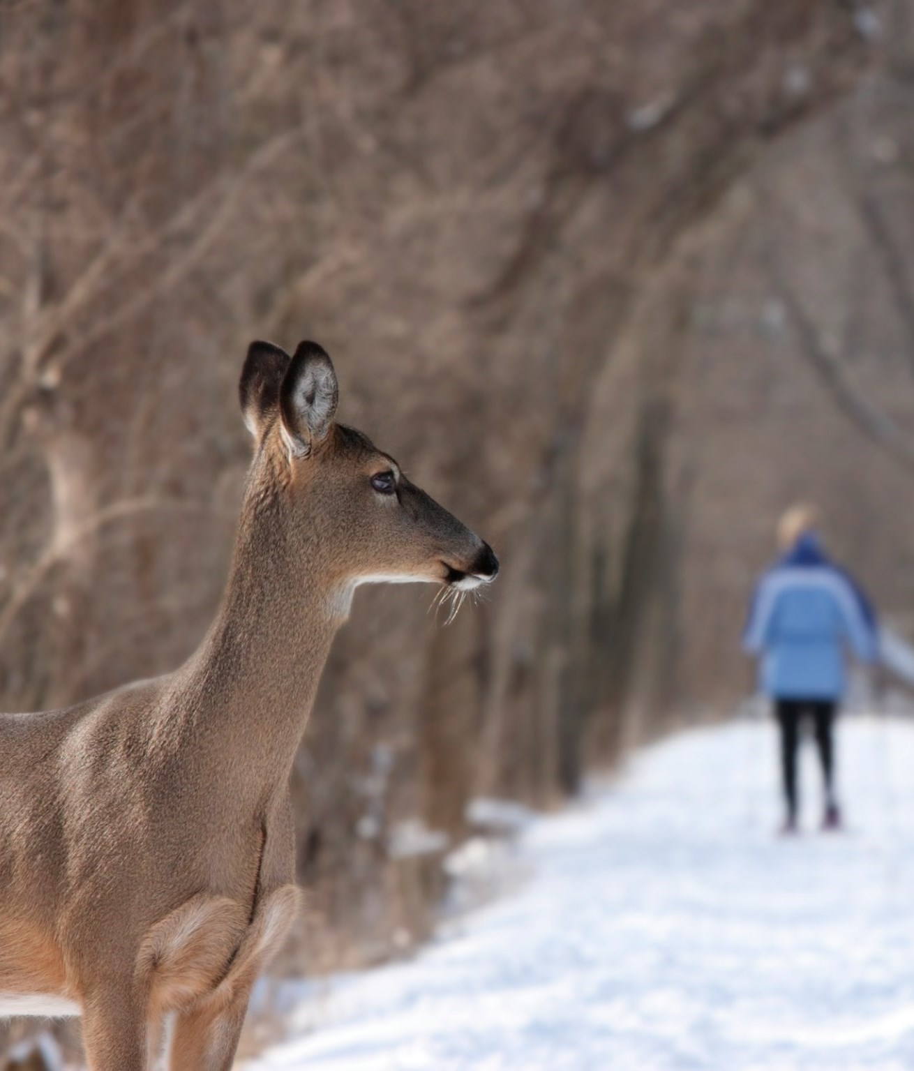 Deer looking at two hikers on a winter trail