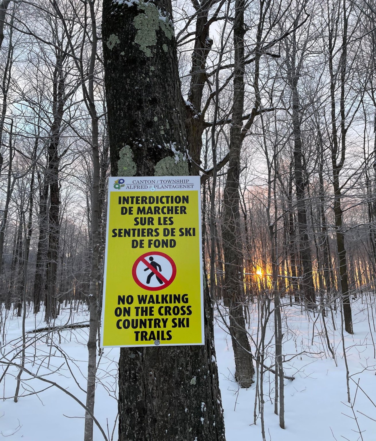 Affiche jaune sur un arbre en forêt l'hiver avec texte qui lit: interdiction de marche sur les sentiers de ski de fond