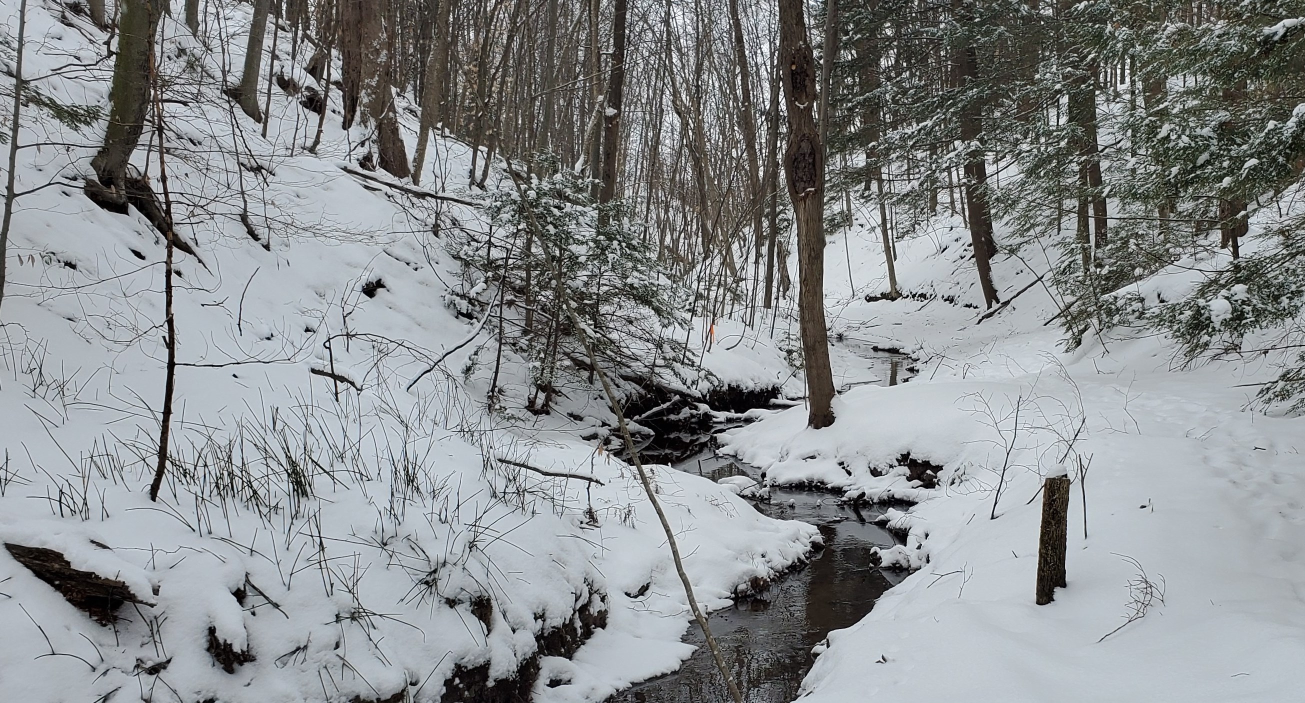 Ruisseau gelé dans une forêt à l'hiver